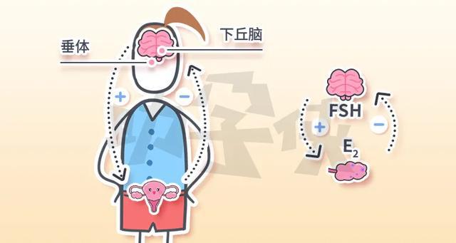 fsh高，amh低，上海供卵试管该采取什么方案？