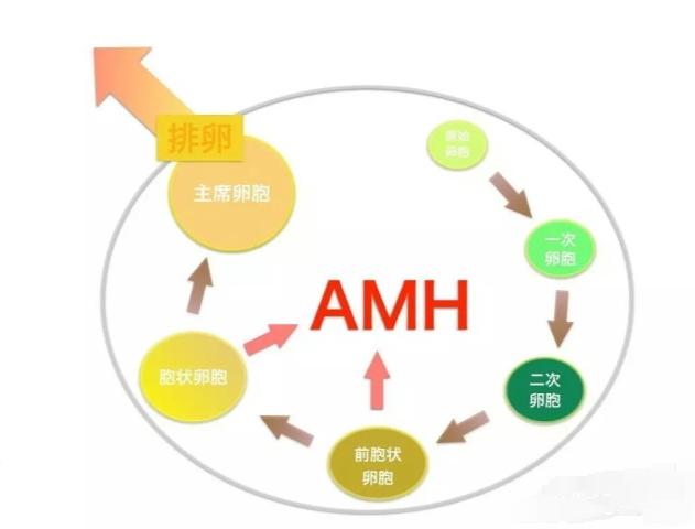 AMH值1.42能否做试管婴儿，做试管成功率高吗